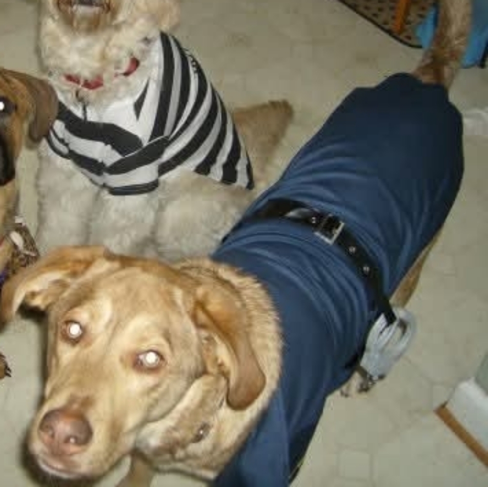 Casual Canine Police Officer Costume - Navy and Black Size XL
